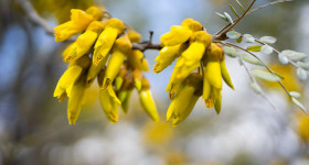 kowhai tree