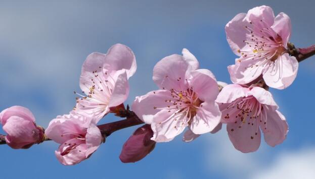 branch blossom plant fruit flower petal 1285652 pxhere opt