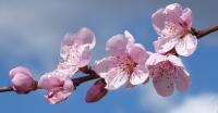 branch blossom plant fruit flower petal 1285652 pxhere opt