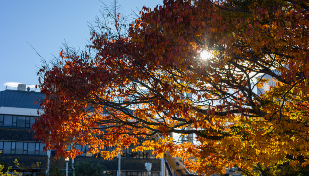 Tuhono Default Image 1080x720 Autumn