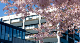 Tuhono Default Image 1080x720 Campus Blossoms