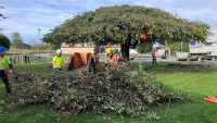 T Balcultha elm trees 1