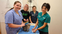 T Cat microchipping clinic 2