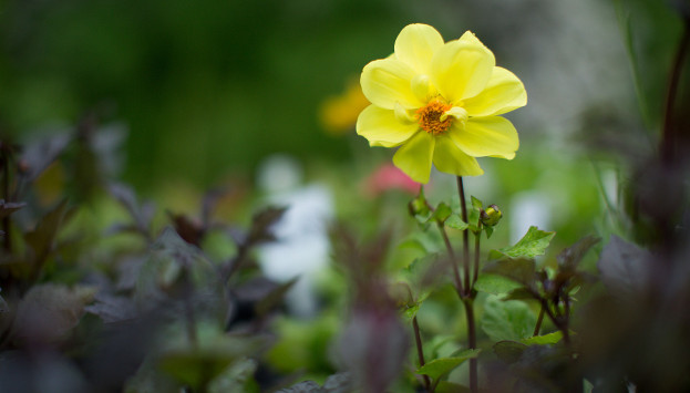 Default Tuhono Image Flower10