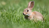 Easter bunny