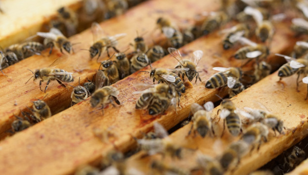 beehive 1143380 1920 1