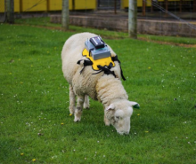 Casey Munros sheep backpack