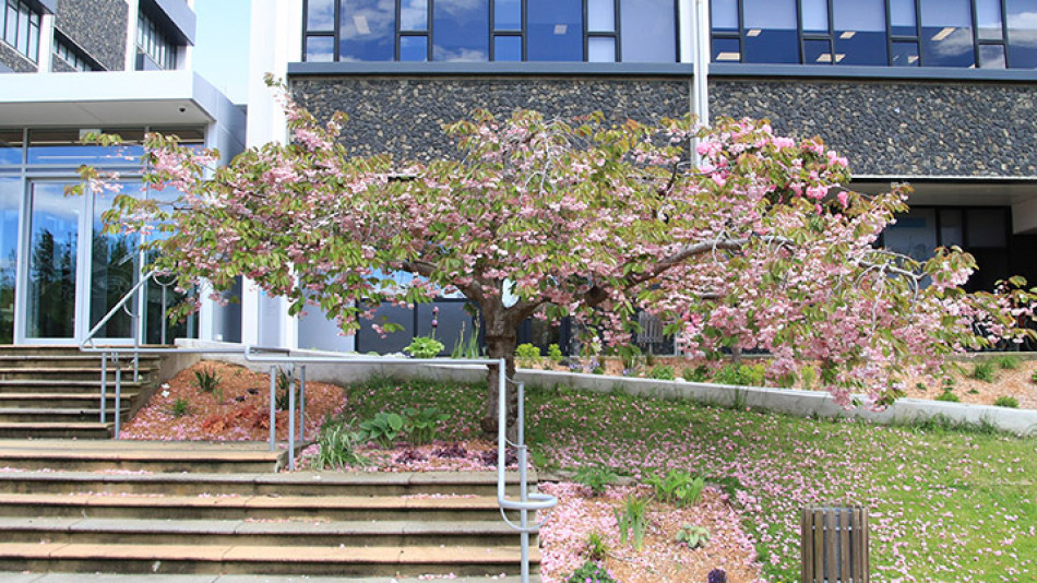 cherry tree banner
